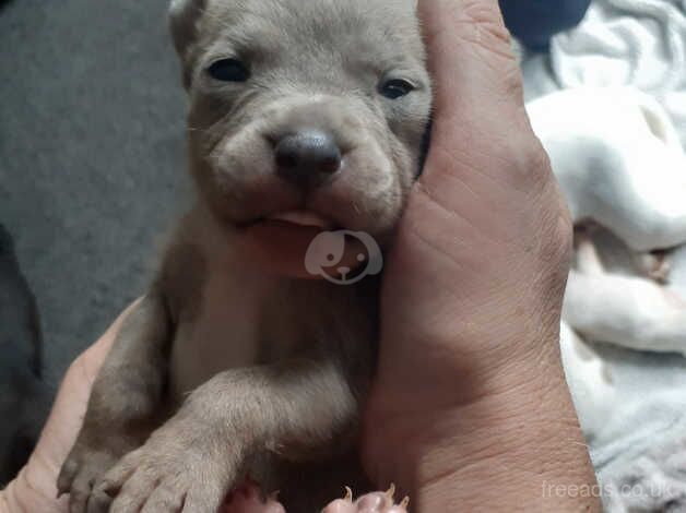 Chunky staffy pups for sale in Stoke-on-Trent, Staffordshire - Image 1