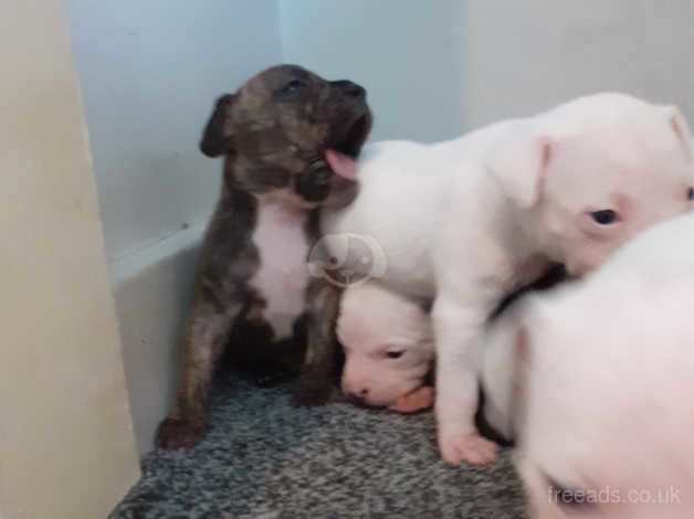 Chunky staffy pups for sale in Stoke-on-Trent, Staffordshire - Image 2