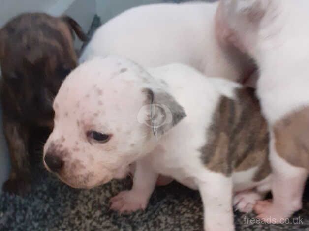 Chunky staffy pups for sale in Stoke-on-Trent, Staffordshire - Image 3