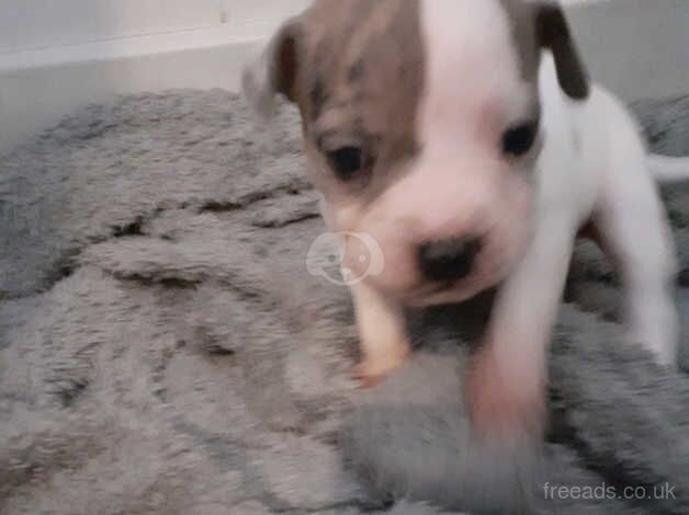 Chunky staffy pups for sale in Stoke-on-Trent, Staffordshire - Image 4