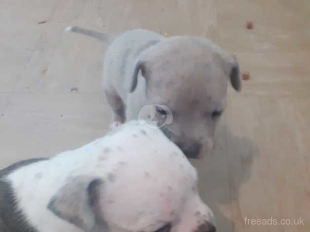 Chunky staffy pups for sale in Stoke-on-Trent, Staffordshire - Image 5