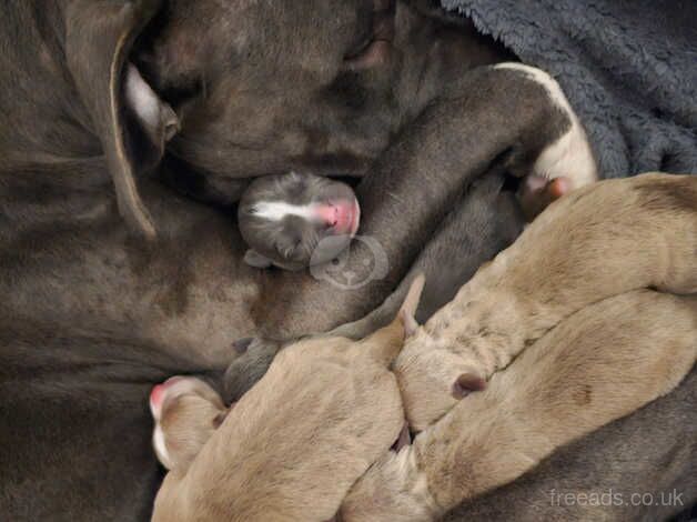 Clear Staffy Puppies for sale in Bathgate, West Lothian - Image 3