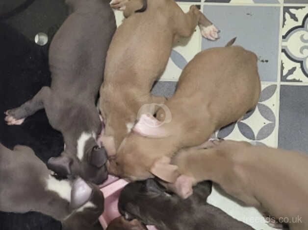 Clear Staffy Puppies for sale in Bathgate, West Lothian - Image 5