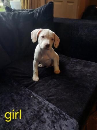 Cocker spaniel Cross staffy puppies for sale in Stoke-on-Trent, Staffordshire - Image 1