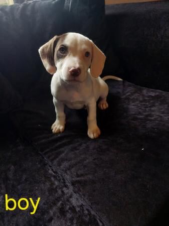 Cocker spaniel Cross staffy puppies for sale in Stoke-on-Trent, Staffordshire - Image 3