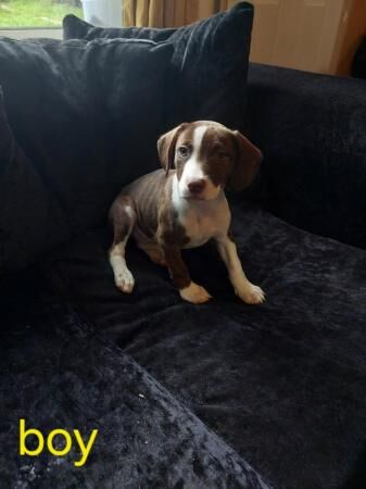 Cocker spaniel Cross staffy puppies for sale in Stoke-on-Trent, Staffordshire - Image 4