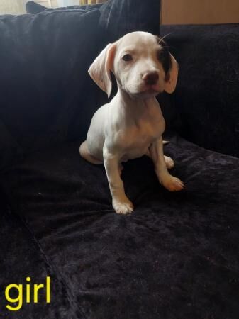 Cocker spaniel Cross staffy puppies for sale in Stoke-on-Trent, Staffordshire - Image 5