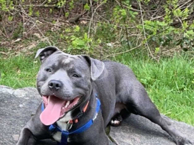 Dexter the Blue Staffordshire bull terrier for sale in Newport, Caerphilly - Image 1