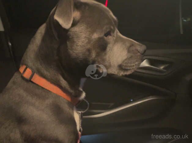 Dexter the Blue Staffordshire bull terrier for sale in Newport, Caerphilly - Image 2