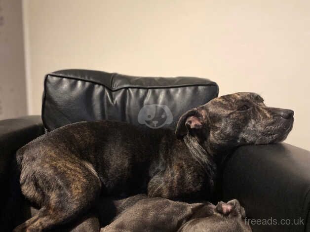 Dexter the Blue Staffordshire bull terrier for sale in Newport, Caerphilly - Image 4