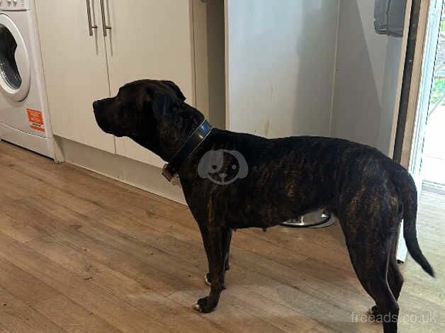 Dog for rehoming for sale in Calne, Wiltshire - Image 4