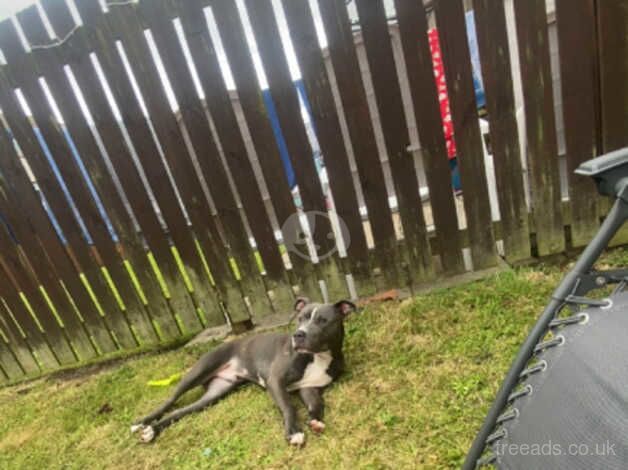 Dog for sale in Birkenhead, Merseyside - Image 3