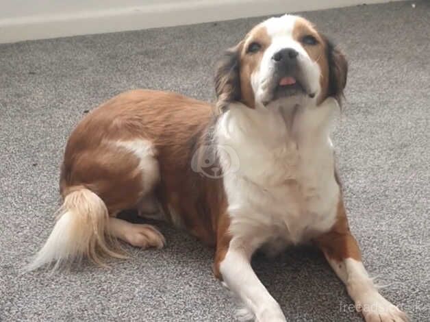 Dog in need of a new home asap for sale in Bridgwater, Somerset