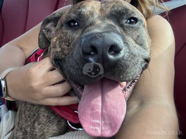 Elvis the Staffy for sale in Leominster, Herefordshire - Image 1