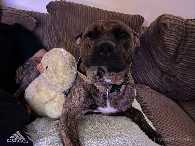 Staffie Puppies for sale in Herefordshire