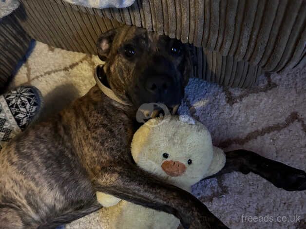 Elvis the Staffy for sale in Leominster, Herefordshire - Image 5