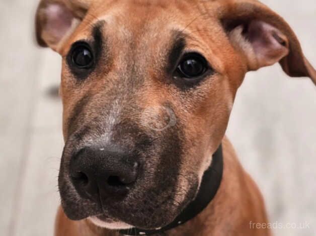 English bull terrier x looking for forever home for sale in Ryton, Tyne and Wear