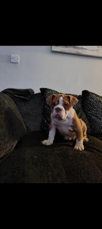 English Bulldog Reggie 8 months old for sale in Bradley Stoke, Gloucestershire - Image 3