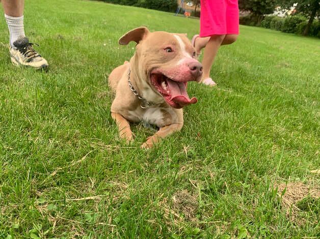 Enzo the staffy for sale in Gillingham, Dorset