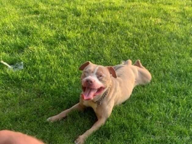 Enzo the staffy for sale in Gillingham, Dorset - Image 2