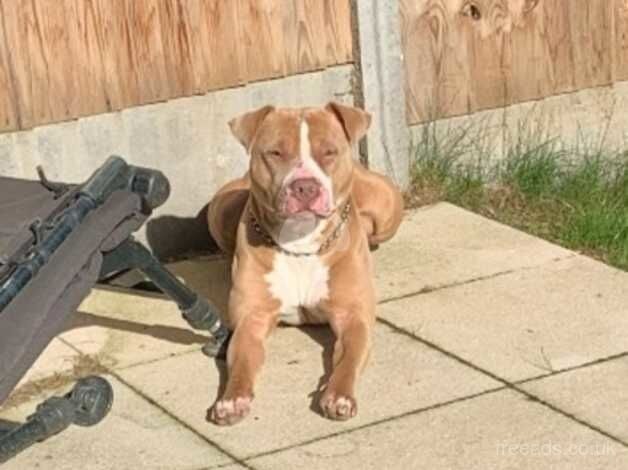 Enzo the staffy for sale in Gillingham, Dorset - Image 3