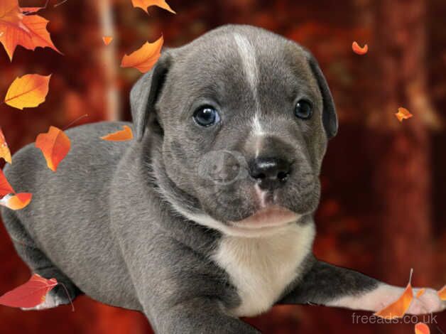 Exceptional litter of puppies for sale in Sittingbourne, Kent