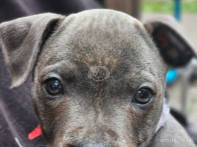 Female blue staff for sale in Nottingham, Nottinghamshire - Image 3