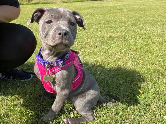 Female blue Staffordshire bull terrier for sale in Morpeth, Northumberland - Image 2