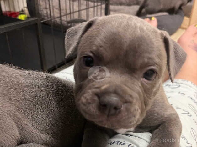 Female Blue Staffordshire Bull Terrier Puppies for sale in Swansea