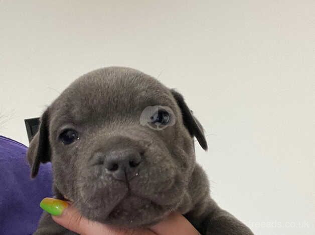 Female Blue Staffordshire Bull Terrier Puppies for sale in Swansea - Image 2