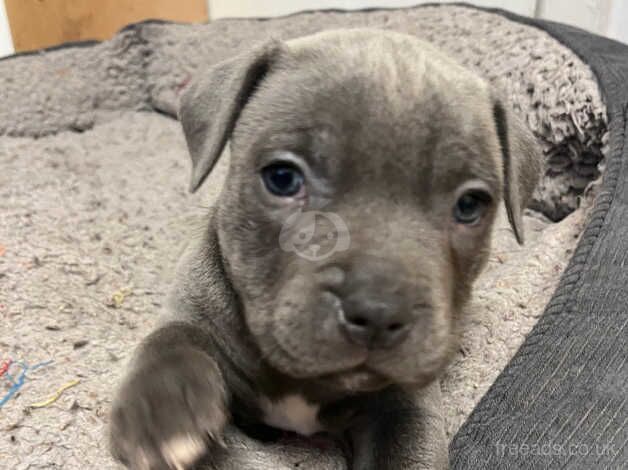 Female Blue Staffordshire Bull Terrier Puppies for sale in Swansea - Image 3