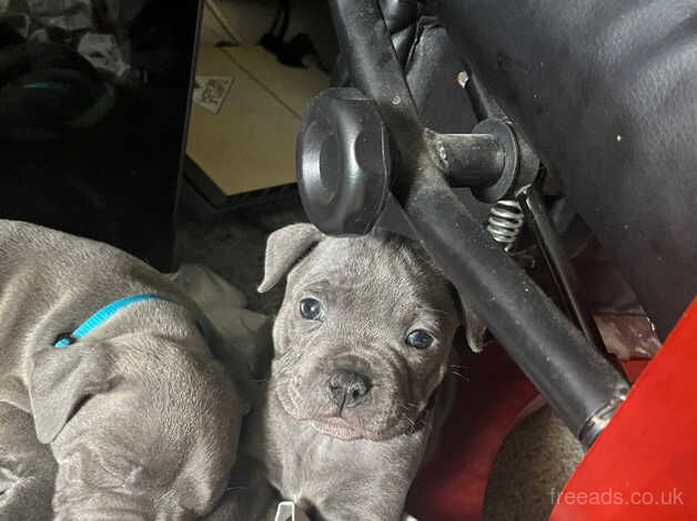 Female Blue Staffordshire Bull Terrier Puppies for sale in Swansea - Image 5