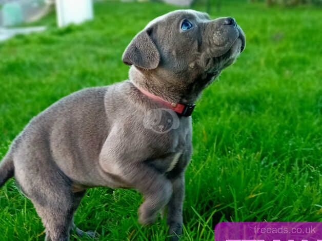 FEMALE BLUE Staffordshire Bull Terrier puppy for sale in Birmingham, West Midlands - Image 1