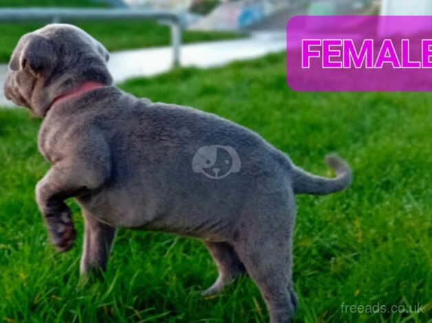 FEMALE BLUE Staffordshire Bull Terrier puppy for sale in Birmingham, West Midlands - Image 2