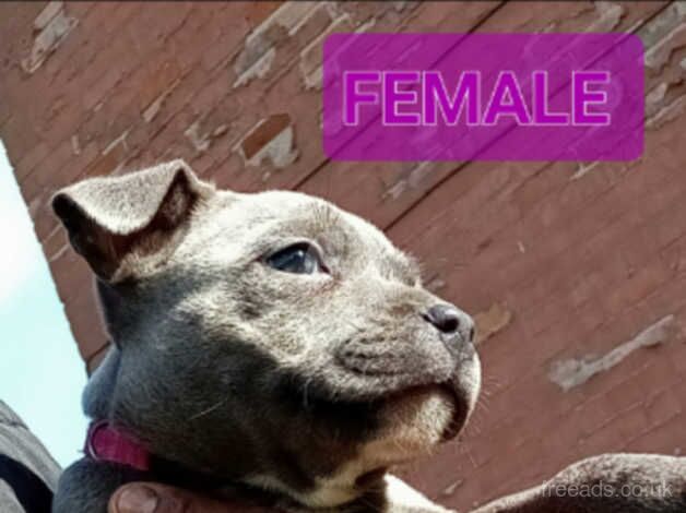 FEMALE BLUE Staffordshire Bull Terrier puppy for sale in Birmingham, West Midlands - Image 3