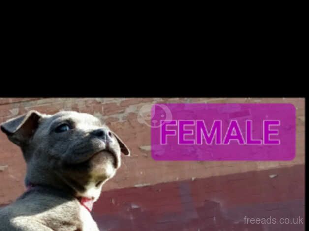 FEMALE BLUE Staffordshire Bull Terrier puppy for sale in Birmingham, West Midlands - Image 4