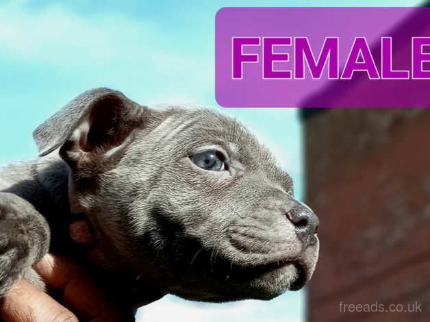 FEMALE BLUE Staffordshire Bull Terrier puppy for sale in Birmingham, West Midlands - Image 5