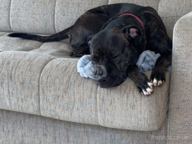 Female brindle staffy for sale in Calne, Wiltshire - Image 4