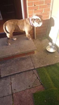 female English bulldog X staff for sale in Manchester, Greater Manchester