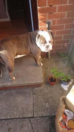 female English bulldog X staff for sale in Manchester, Greater Manchester - Image 2