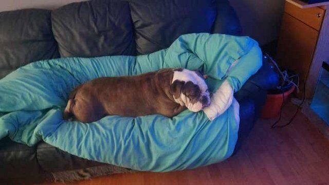 female English bulldog X staff for sale in Manchester, Greater Manchester - Image 3