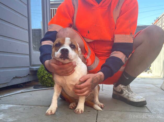 Female puppy for sale in Bangor, North Down