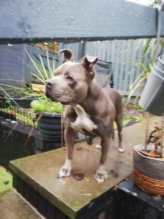 Female Staff x American Bully for sale in Arnold, Nottinghamshire - Image 3