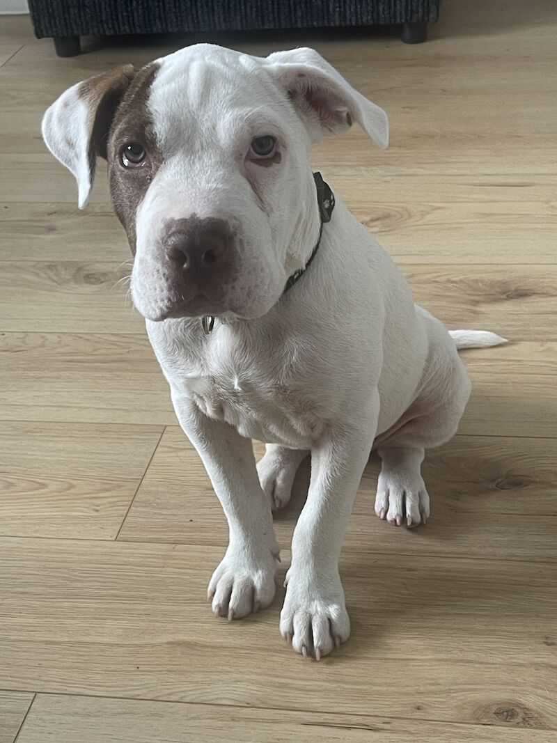 Female staff x Xl bully for sale in Newhaven, East Sussex - Image 1