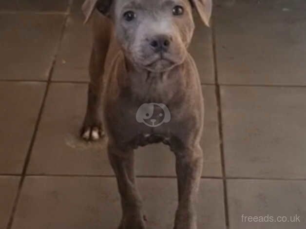 Female Staffordshire KC Registerd for sale in Guildford, Surrey - Image 1