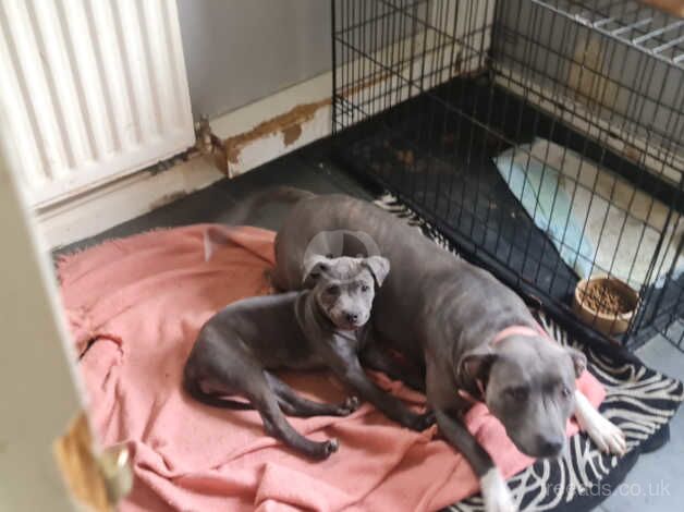 Female Staffordshire KC Registerd for sale in Guildford, Surrey - Image 3