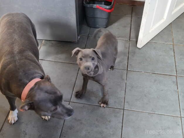 Female Staffordshire KC Registerd for sale in Guildford, Surrey - Image 4