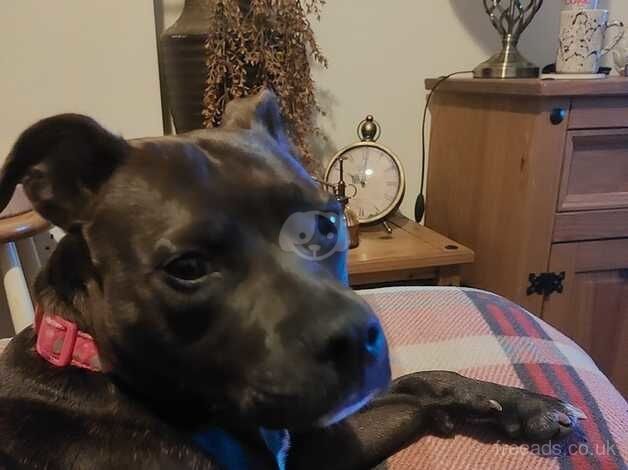 Female Staffy. Brindle. for sale in Newquay, Cornwall