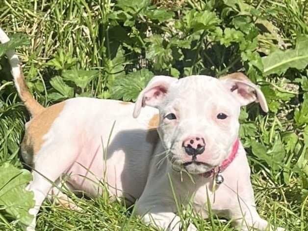 Female staffy cross bully for sale in Swansea