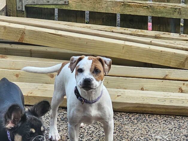 Female staffy pup for sale in Carrickfergus, Carrickfergus